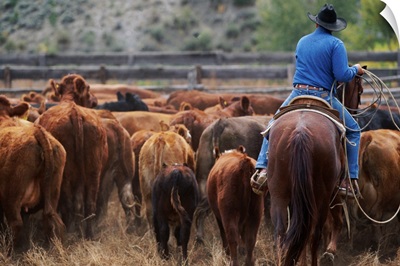 Cowboy Lassoing in Corral, Colorado