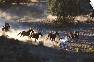 Cowboy With Herd Of Horses