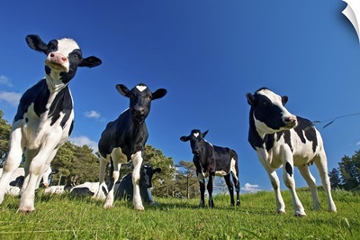 Cows feeding on pasture