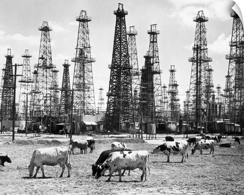 Cows grazing near oil wells in a southwestern American state. Undated photograph.