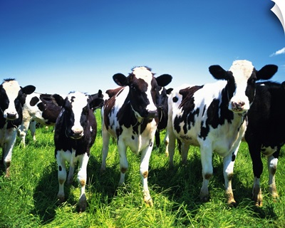 Cows in the field, Betsukai town, Hokkaido prefecture, Japan