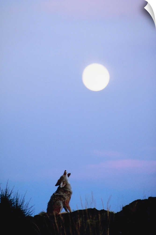 Coyote howling at moon