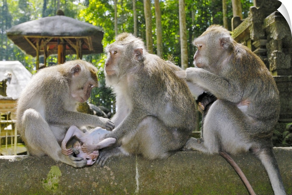 Crab-eating Macaque, Macaca fasciularis, in Ubud Monkey Forest, Temple Pura Bukit Sari, Dalem Agung Padangtegal Temple, SA...