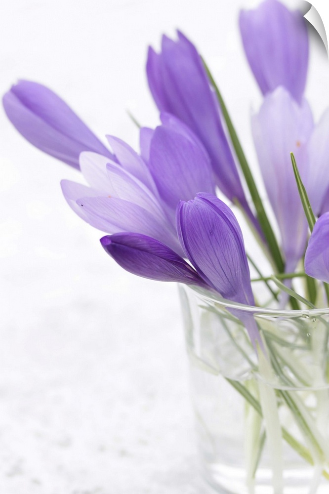 crocus, flower, purple flower in water, spring flowers