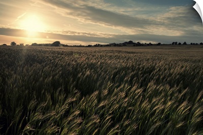 Crop field at sunset taken near Priddy in Somerset.