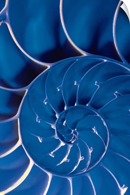 Cross-section of blue nautilus shell