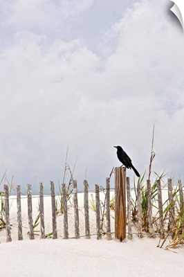 Crow sitting on wooden fence at Pawley's Island, South Carolina, USA.