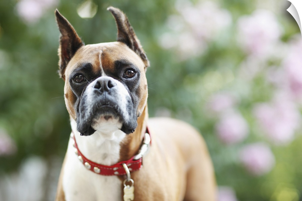 Boxer, Outside, Flowers in Background, Selective Focus, Greenery, Pet