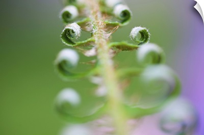 Curled up leaves of a fern, Oregon, United States Of America
