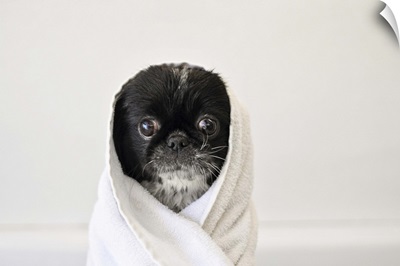 Cute dog wrapped in a towel