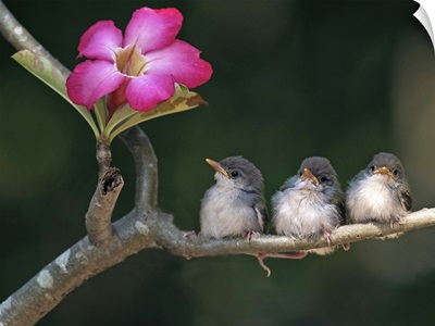 Cute small birds on tree branch looking at pink flower.