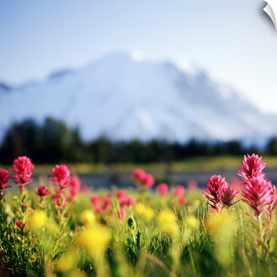 Daisies bloom in shadow of Mt. Rainier, Washington.