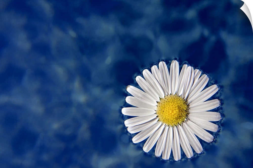 Daisy floating in water, Italy.