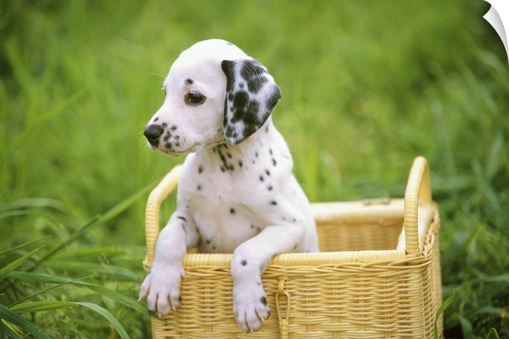 Dalmatian; is a breed of dog, noted for its white coat with black spots.
