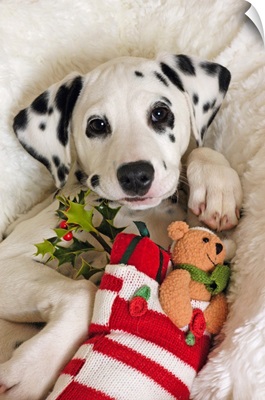 Dalmatian puppy with Christmas Stocking