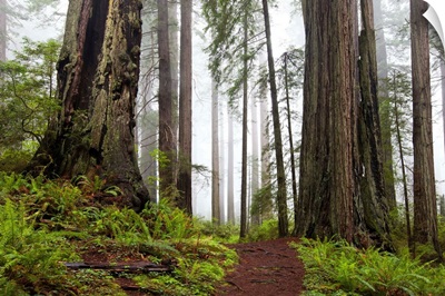 Damnation Trail Through Redwoods
