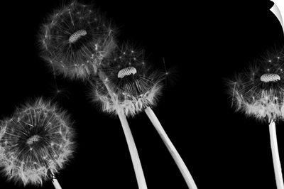 Dandelion fluff in black and white