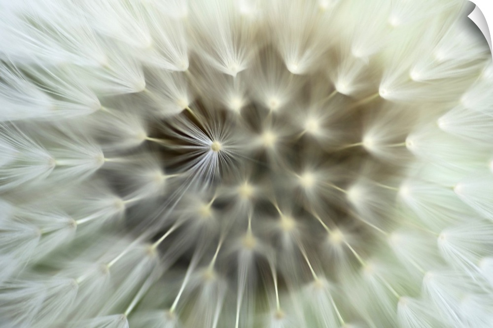 Very closely taken photograph of the seeds of a dandelion plant.