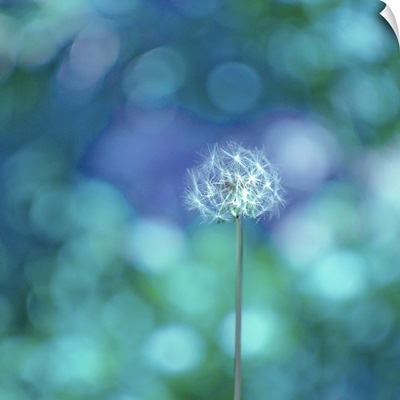 Dandelion with blue and green background.