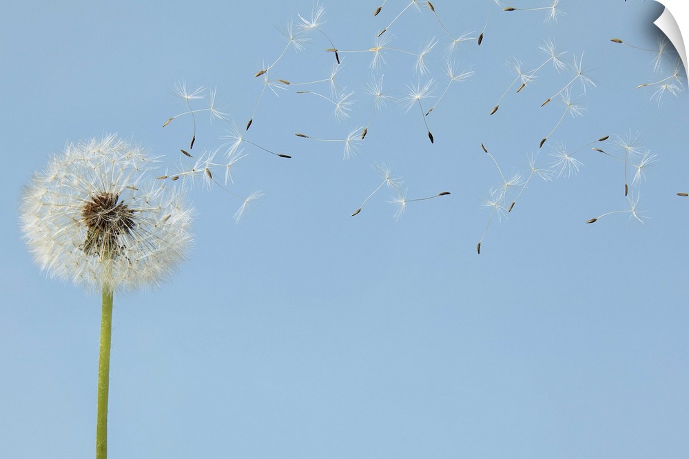 A single dandelion is pictured as its florets begin to blow off.