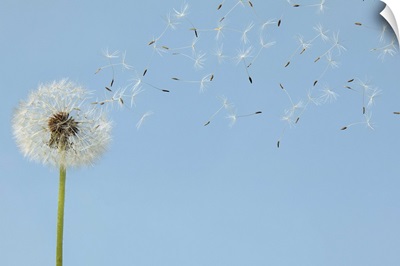 Dandelion with seeds flying away