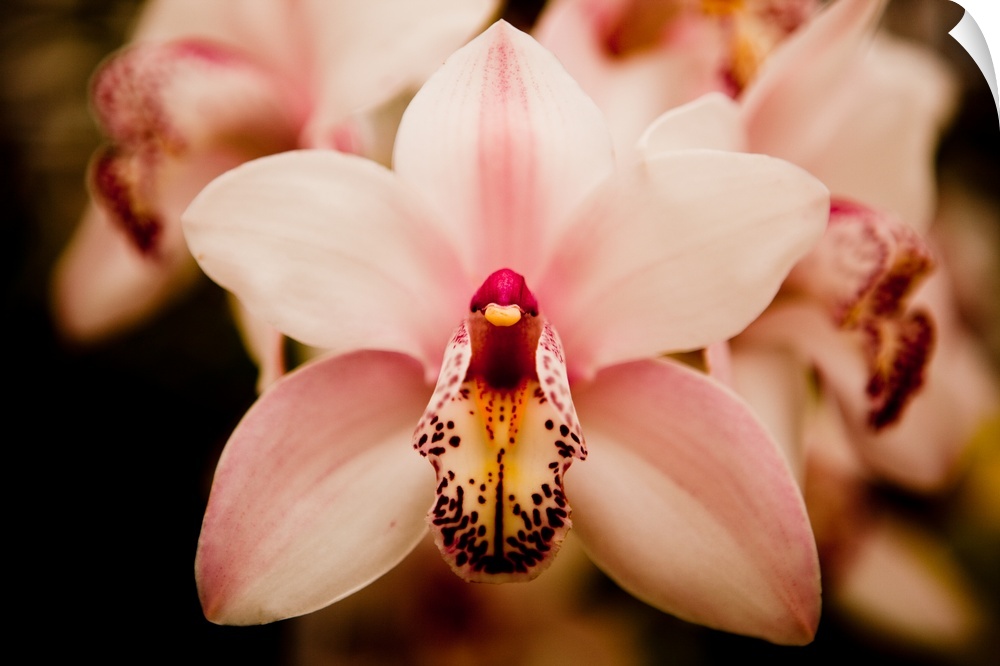 Deep Cut Orchid at Dearborn Market, US.