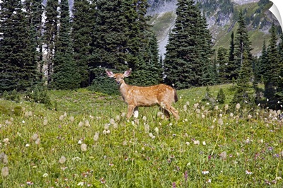 Deer in Field, Washington, united states of america