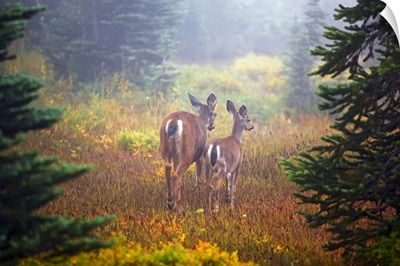 deer in the fog in paradise park in mt. rainier national park