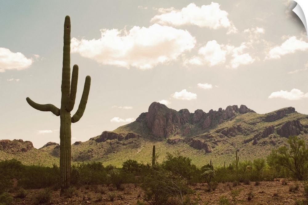 USA, Arizona, desert landscape with saguaro cacti