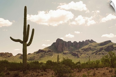 Desert landscape with saguaro cacti, Arizona