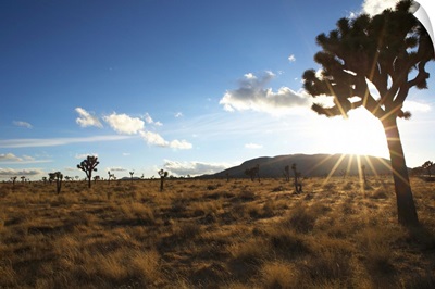 Desert landscape with tree and blue sky
