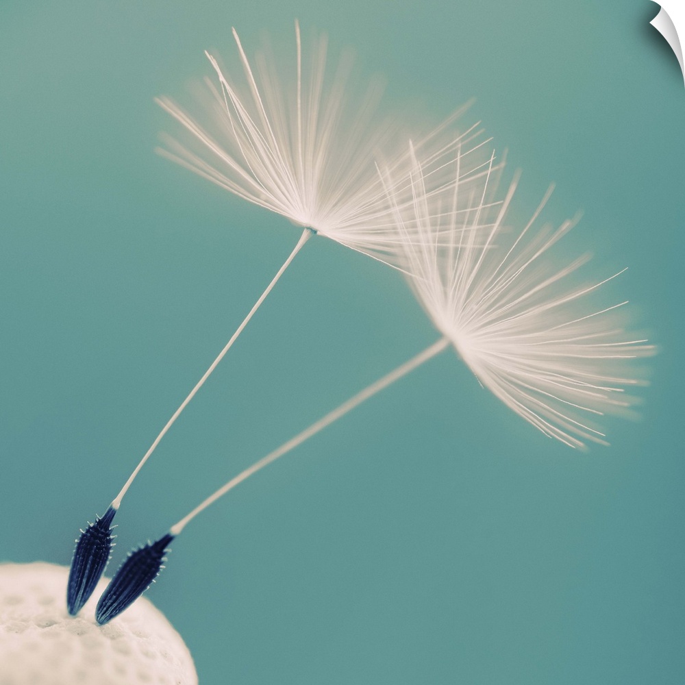 Detail of a dandelion flower with two seeds left.