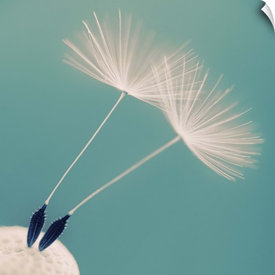 Detail of a dandelion flower with two seeds left.