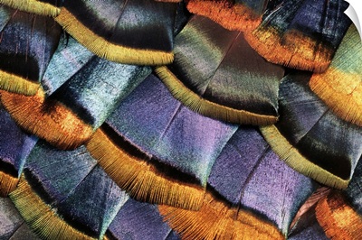 Detail Of A Turkey Feather