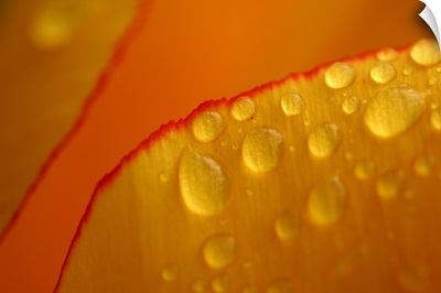 Dew drops on flower petal
