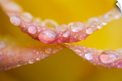Dew drops on flower petals