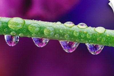 Dew Drops On Iris Stem