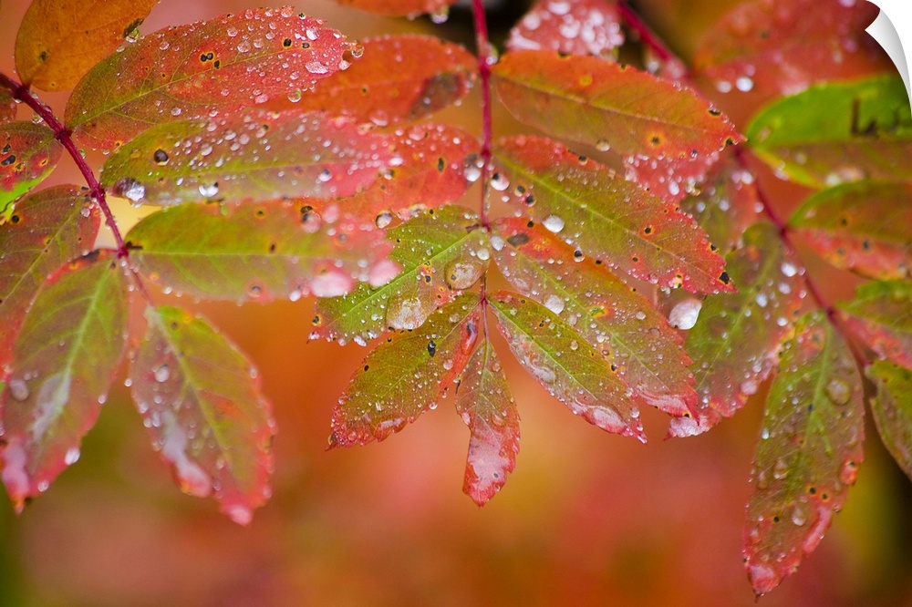 Image on canvas of leaves with water droplets on top of them.