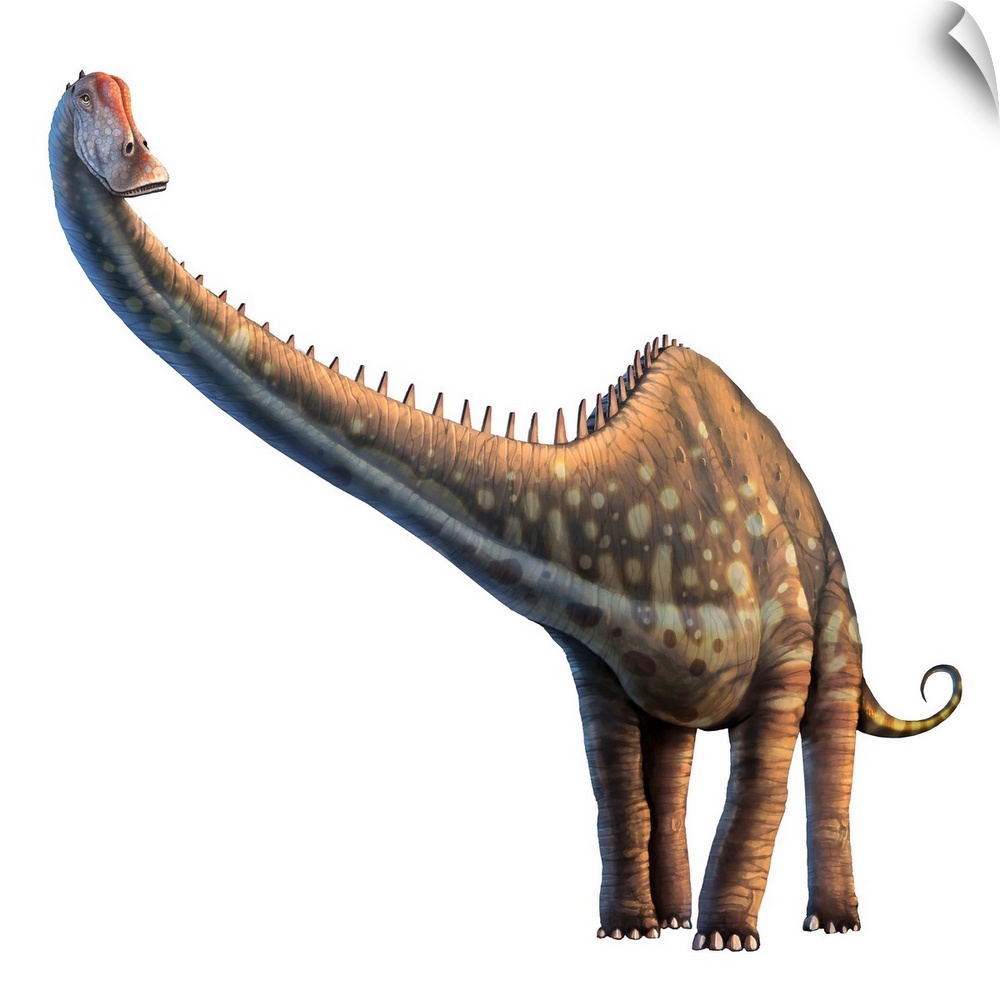 Diplodocus, discovered in 1877, is one of the longest known dinosaurs, reaching a length of 35 metres (115 ft) or so. Most...