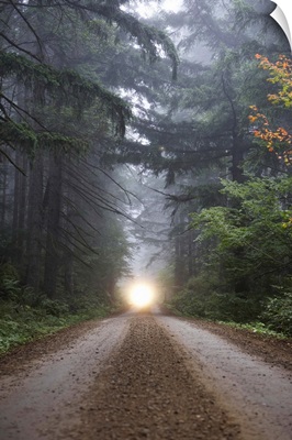 Dirt road in misty forest with headlights in distance