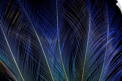 Display Feathers Of Blue Bird Of Paradise
