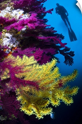 Diver and Gorgonian Fans
