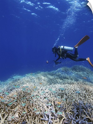 Diver undersea, Okinawa Prefecture, Japan