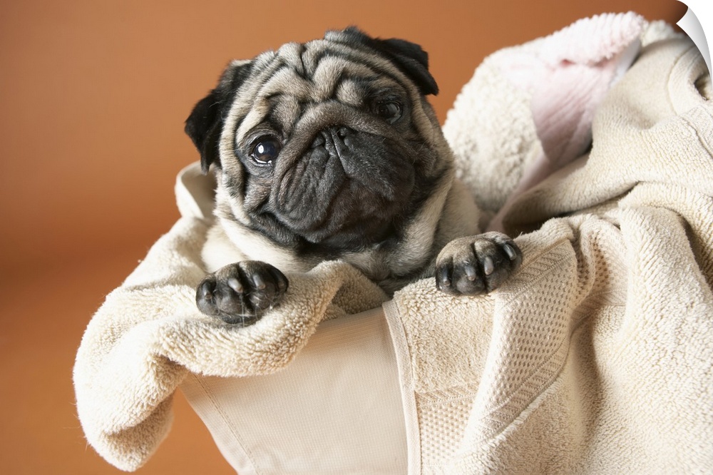 Dog in laundry basket