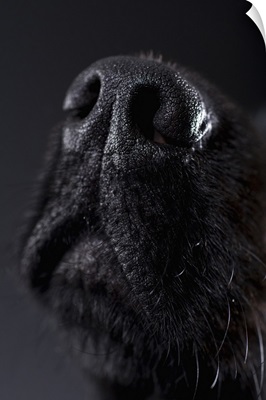 Dog nose, close-up