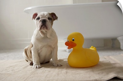 Dog on mat with plastic duck