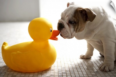 Dog with plastic duck