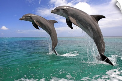 Dolphin jumping in unison, Honduras