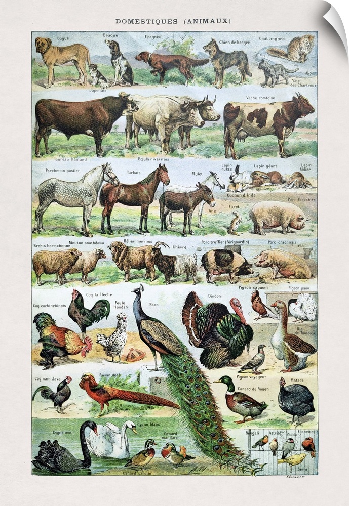 Old illustration about domestic animals by Desmoulin printed in the french dictionary "Dictionnaire Complet et Illustrate"...