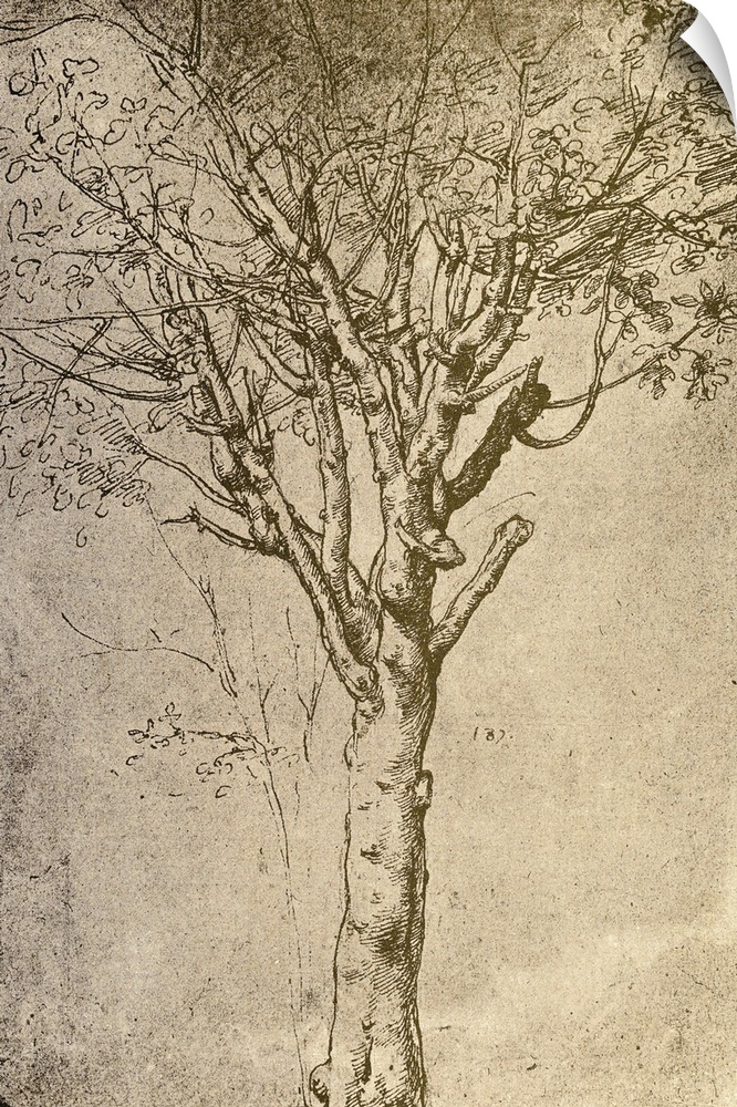 Drawing Of A Tree By Leonardo Da Vinci